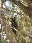Mercey Hot Springs Long-Earred Owl 
